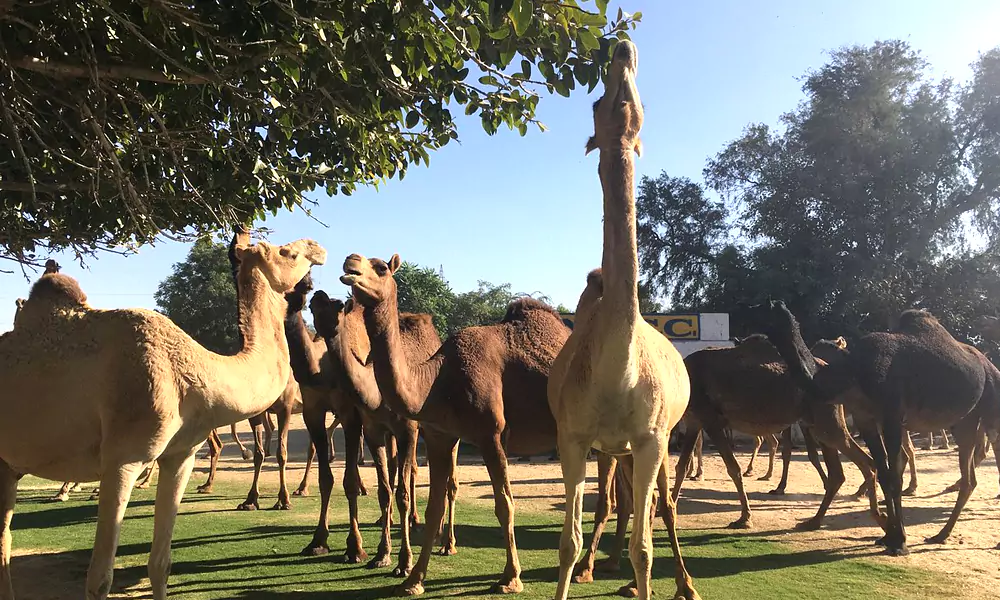 National Research Centre on Camel Bikaner